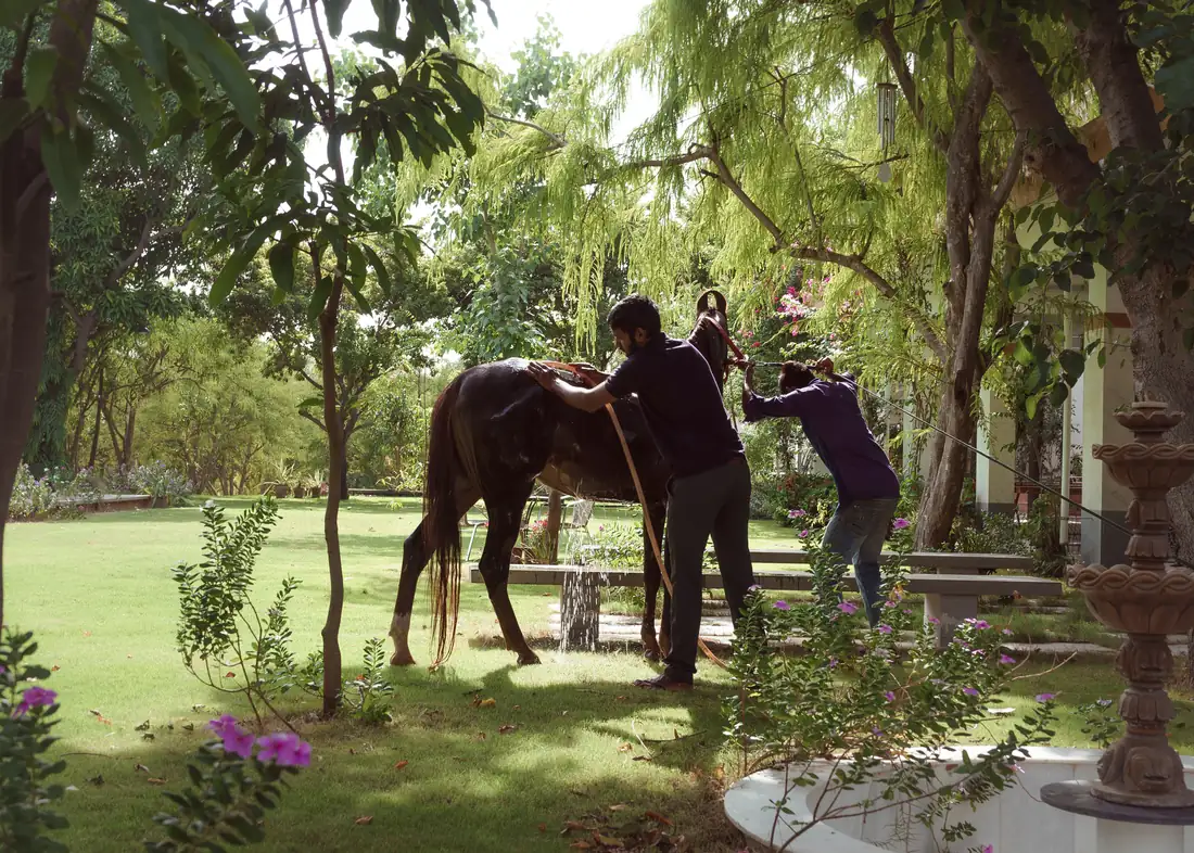 Vishwajit bathing a horse in the garden