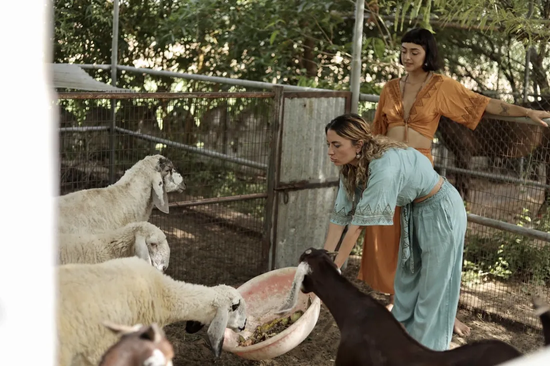 Guests feeding sheep and goats on the farm