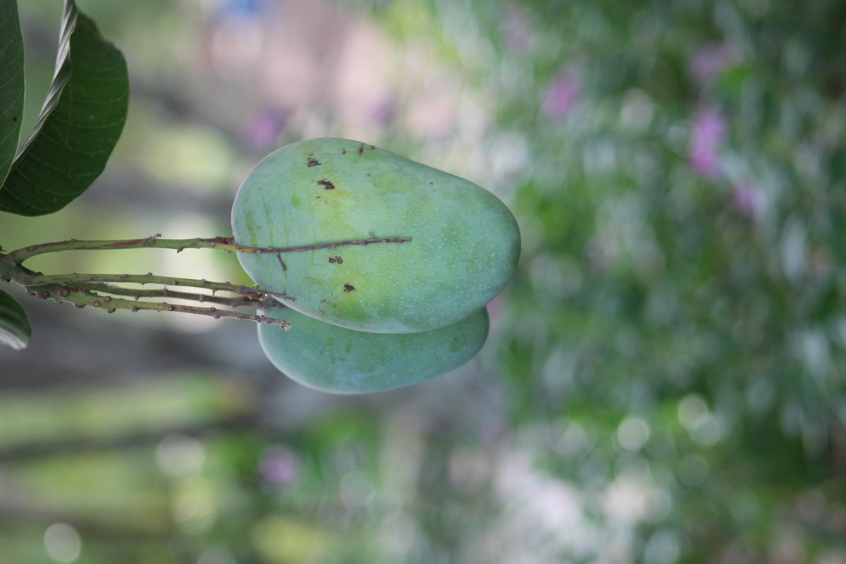 Mangoes growing on the tree