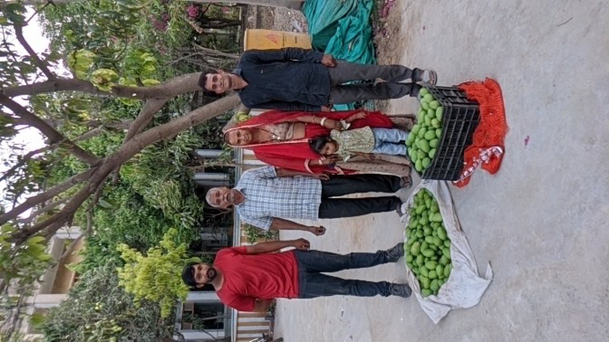 Family mango harvest on the farm