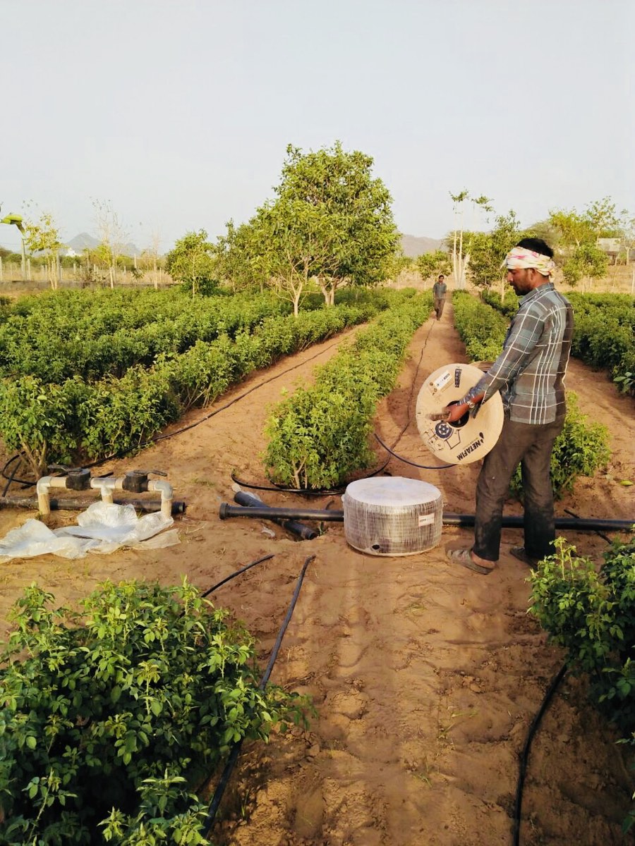 Vegetables growing in the field