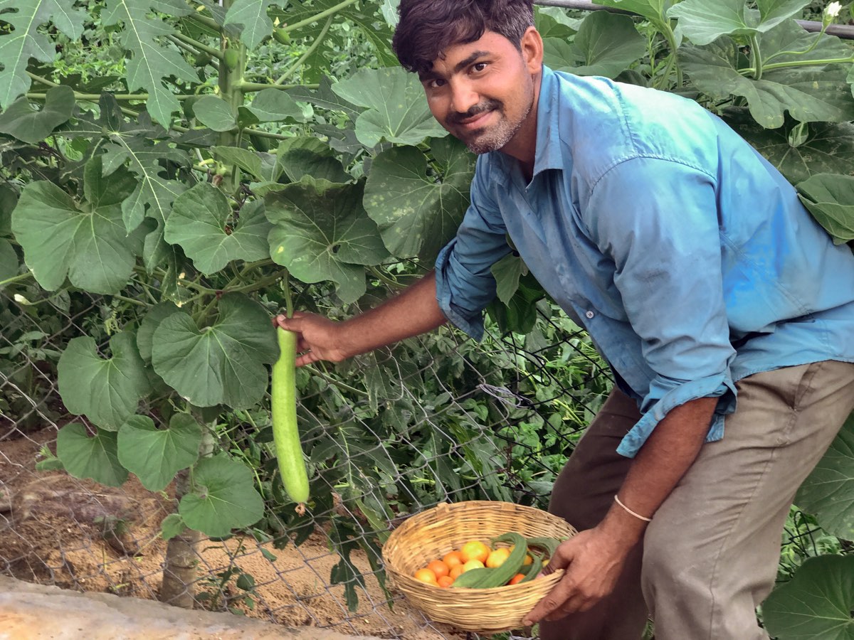 Fresh vegetables from the farm