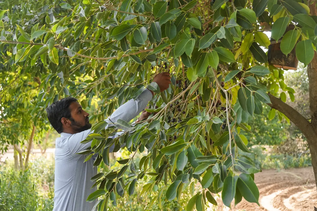 Person harvesting fruit from a jamun tree