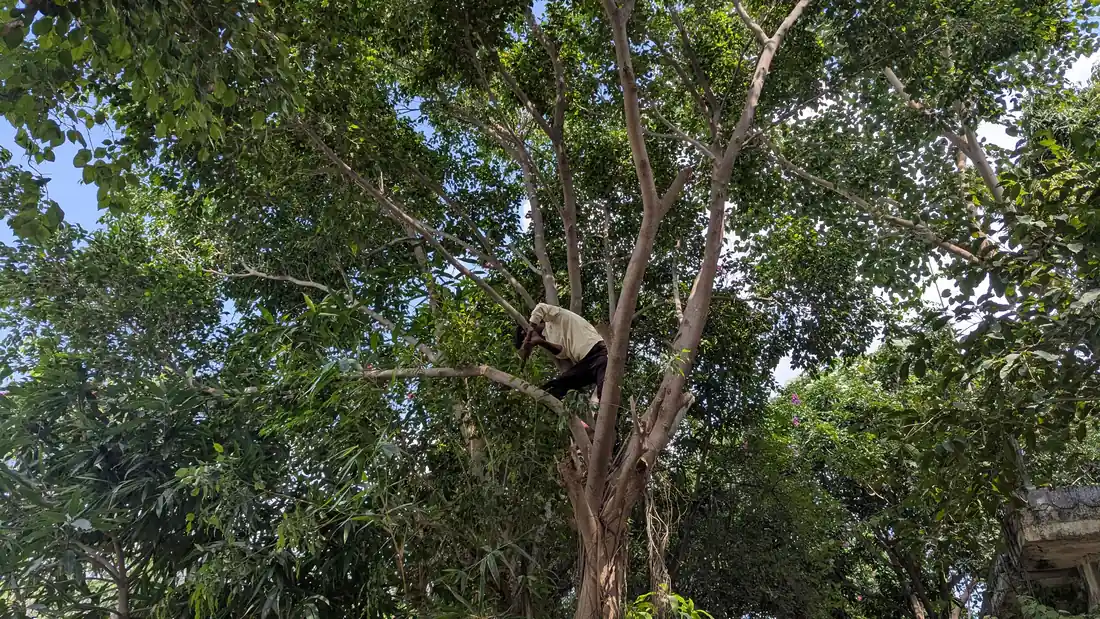 Person climbing a tree during harvest