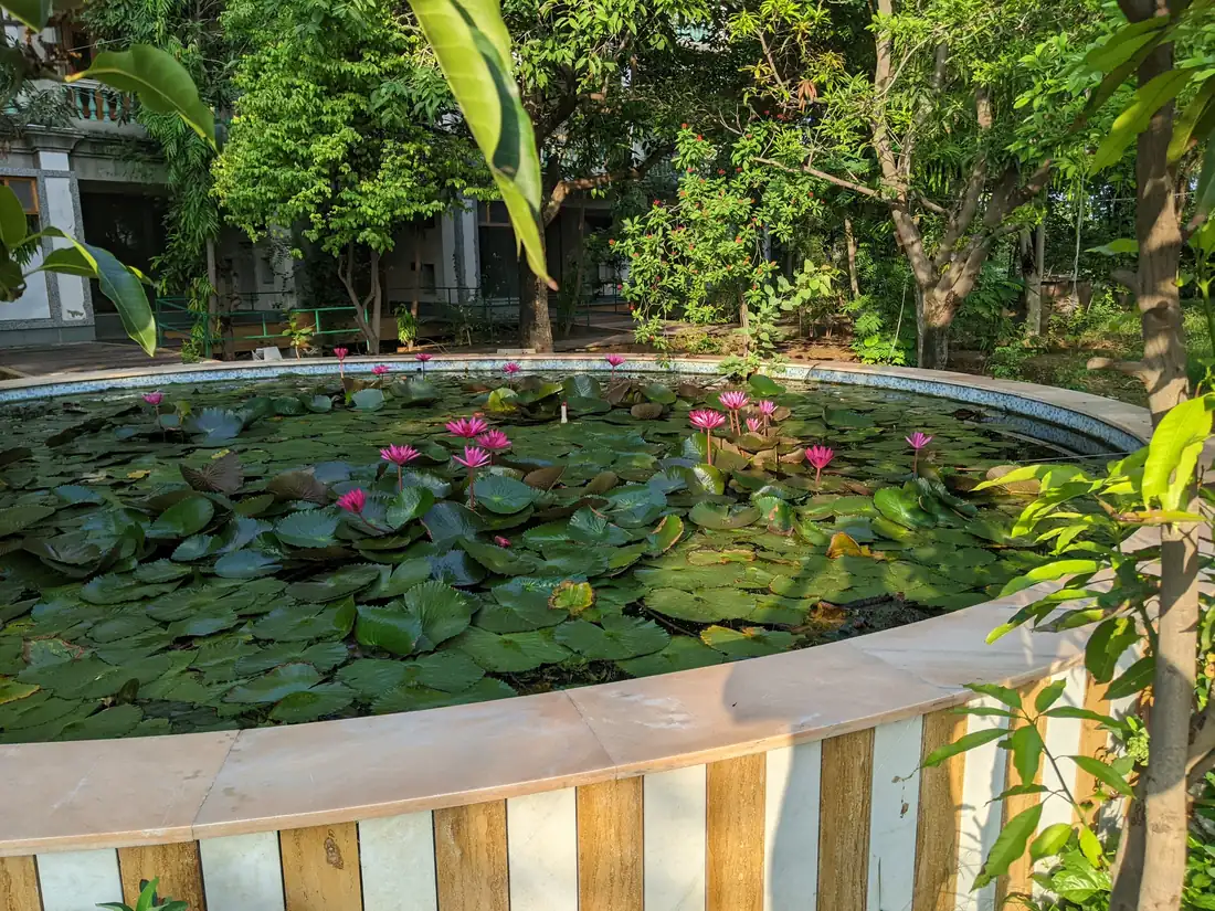 Pink water lilies flowering in the farm's circular pond