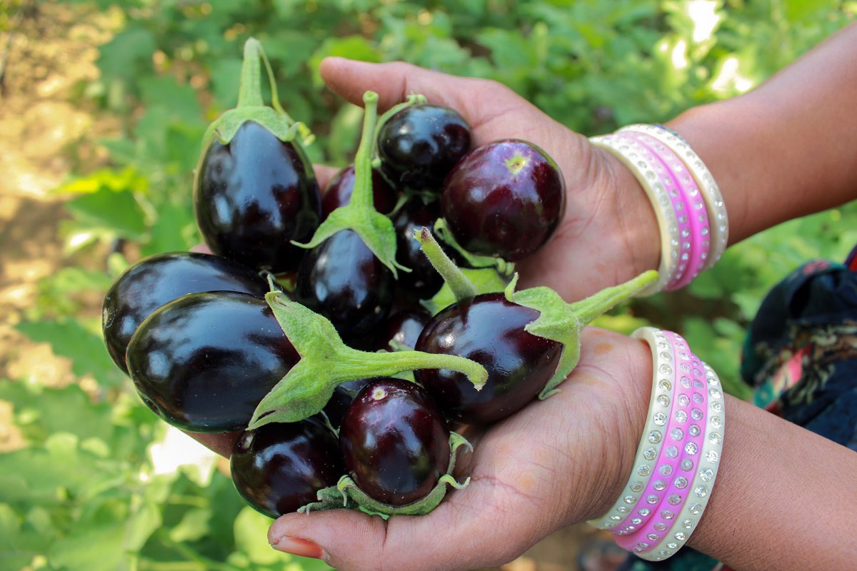 Freshly picked brinjal in hands