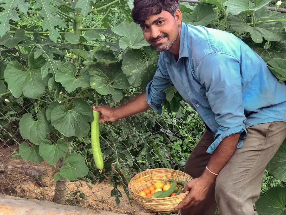 A farm worker picking a bottle gourd beside a basket of freshly harvested vegetables
