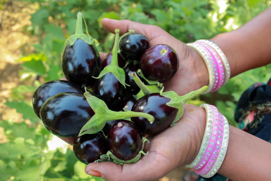 Freshly picked brinjal in hands