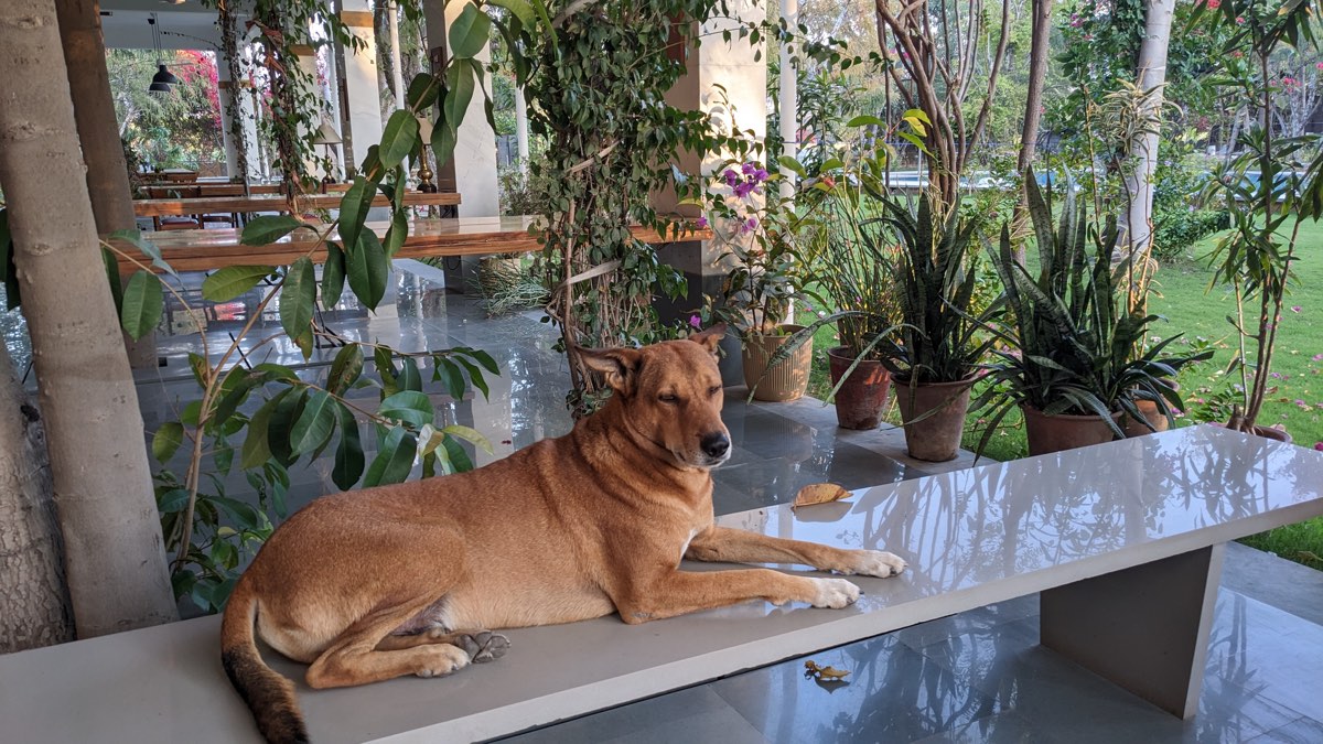 Farm dog resting on the marble bench — PushkarOrganic
