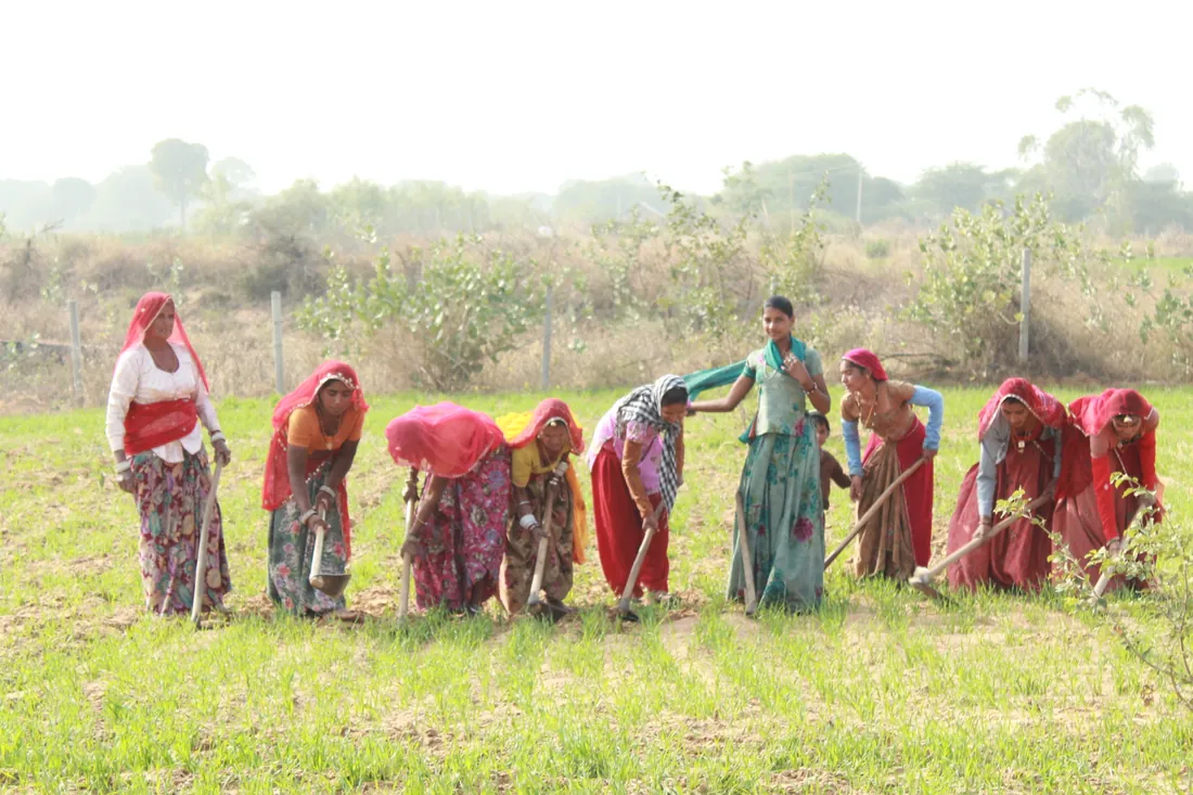 Women harvesting in the farm fields