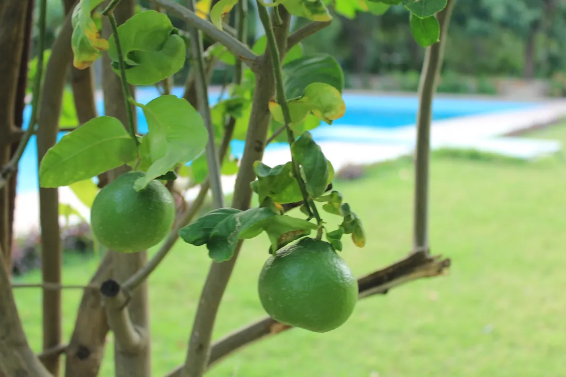 Limes ripening on a tree beside the pool