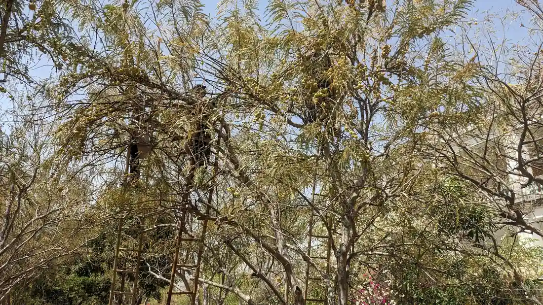 Harvest ladders in fruiting tree canopy