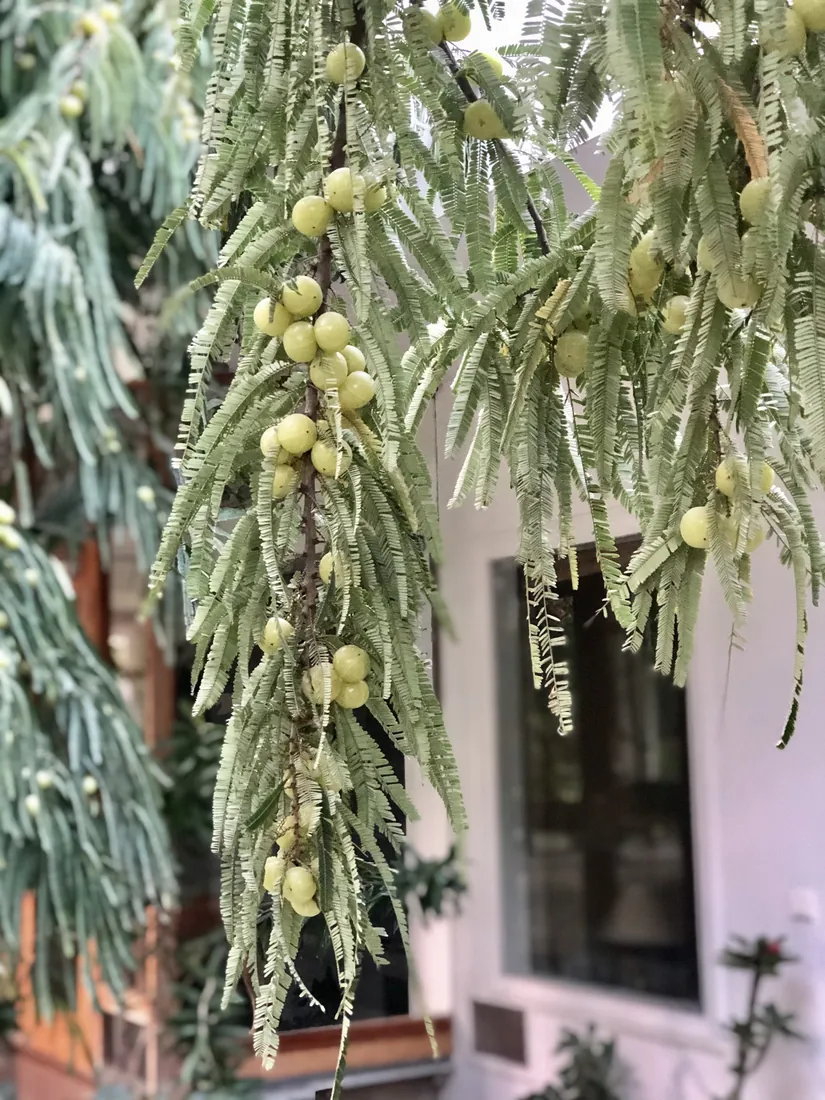 Amla fruit hanging on the branches
