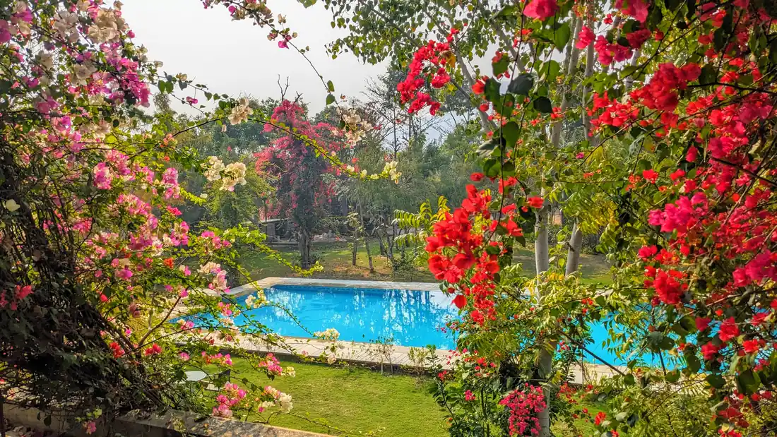 The pool framed by bougainvillea in bloom