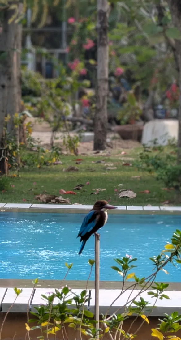 A kingfisher perched beside the pool