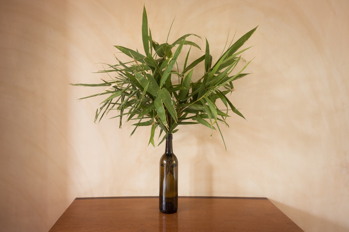 Bamboo in a recycled-bottle vase