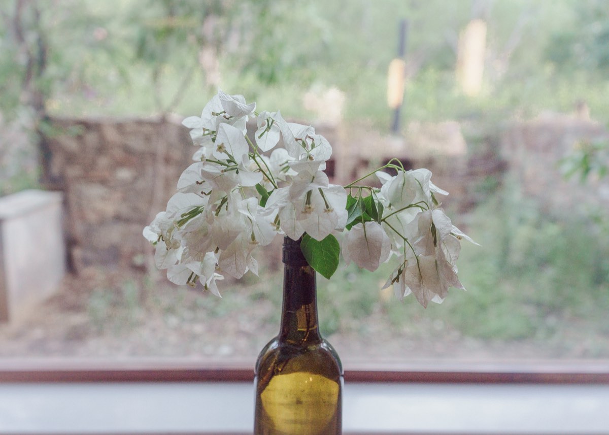 White bougainvillea by the window